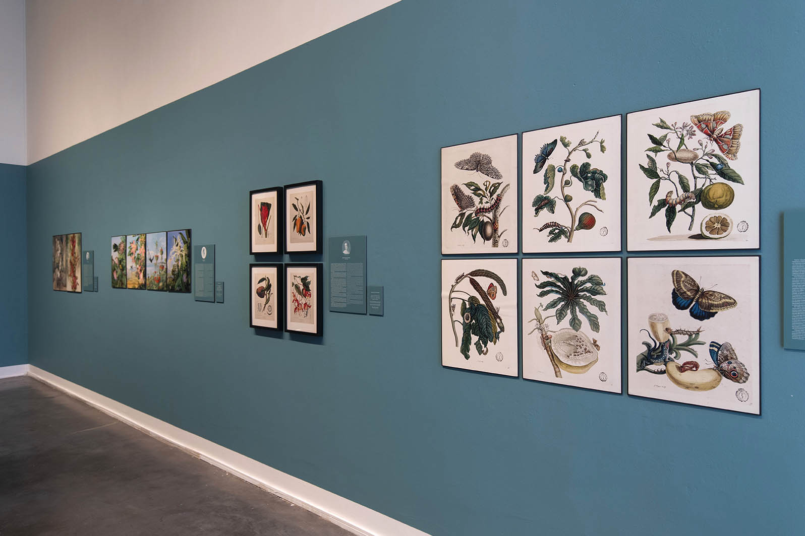 Insectos y flores a la conquista del mundo